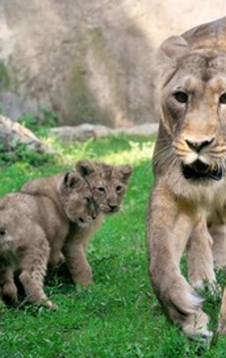Bioparco Roma, Leoni