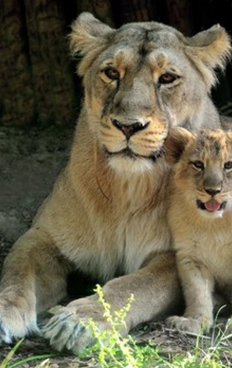 Il ruolo del Bioparco