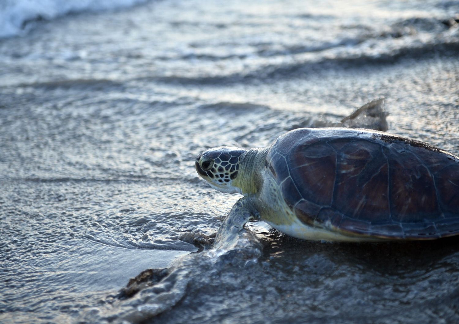 &nbsp;Tartaruga Caretta caretta