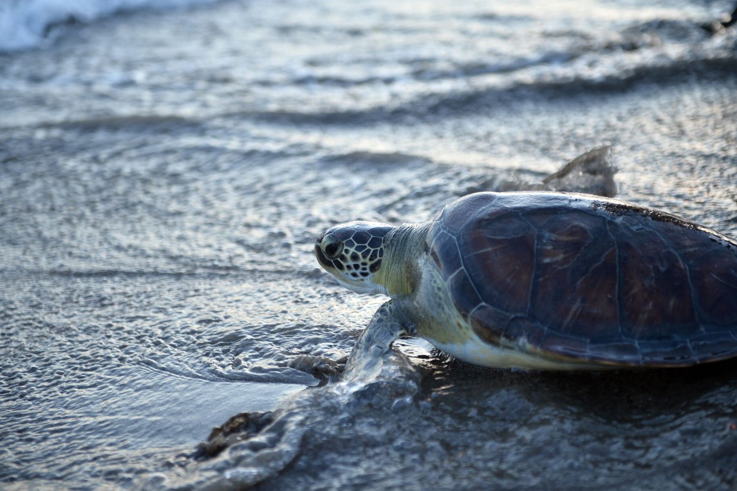 &nbsp;Tartaruga Caretta caretta