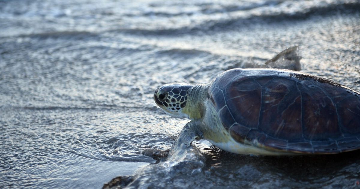 Boom di nidi di tartarughe sulle spiagge italiane