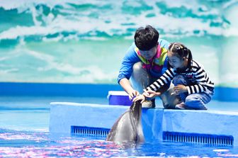 cina delfini robot parchi marini