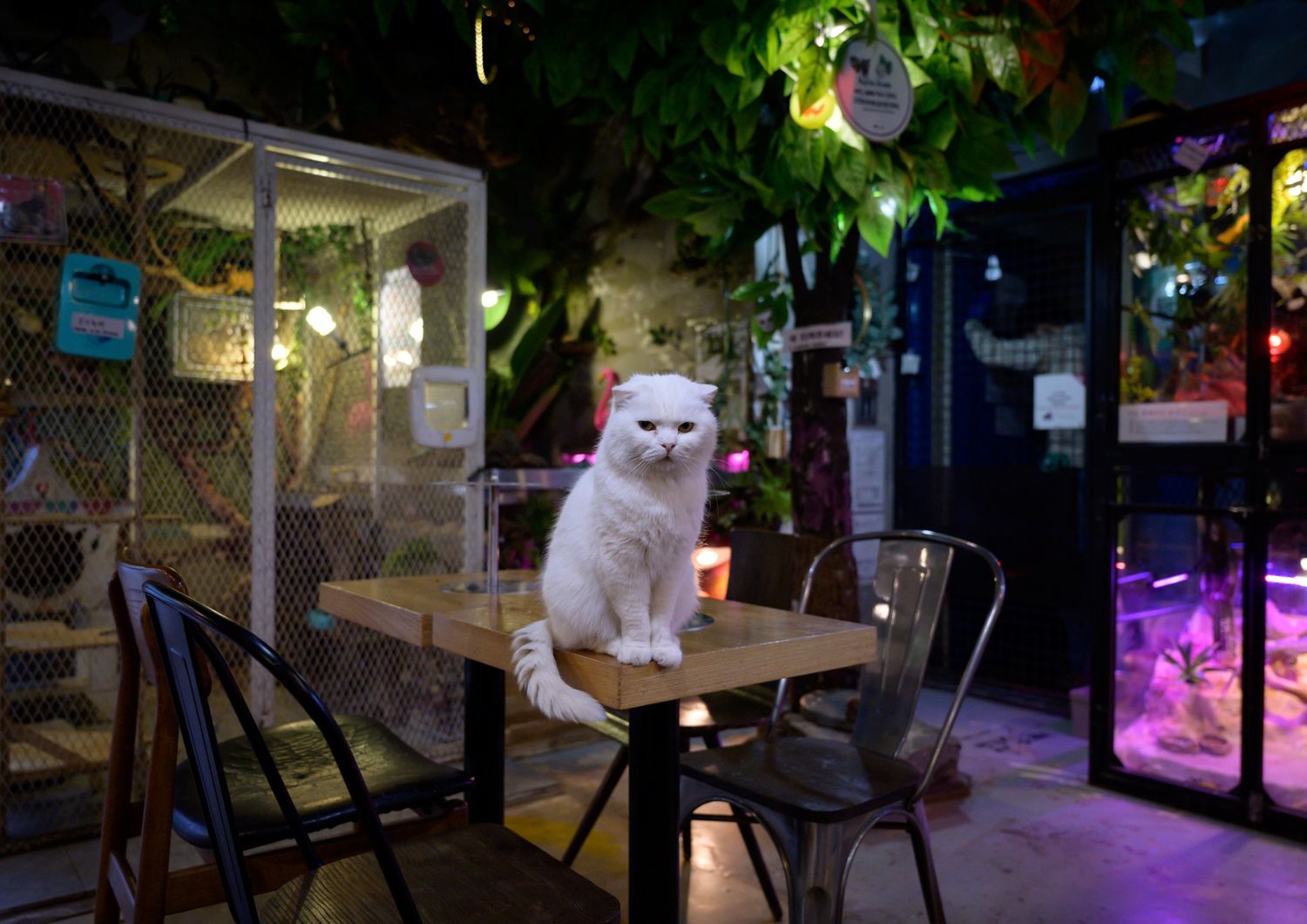 Un gatto sul tavolo di un ristorante a Seul
