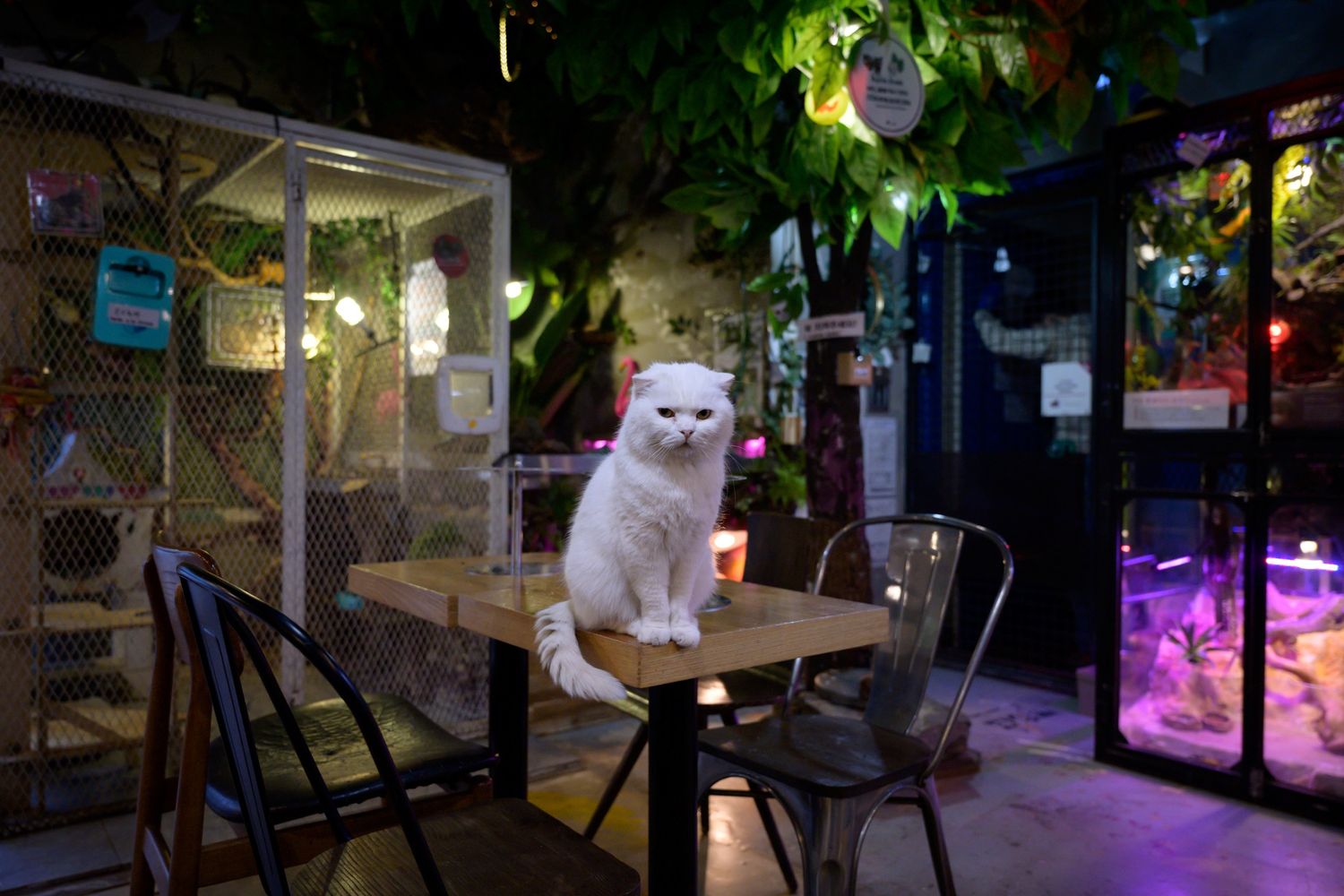 Un gatto sul tavolo di un ristorante a Seul