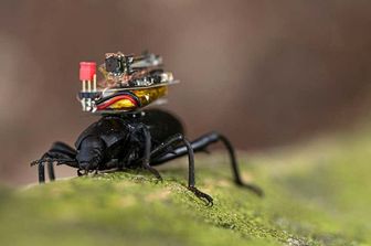 La microtelecamera montata sul dorso di uno scarabeo