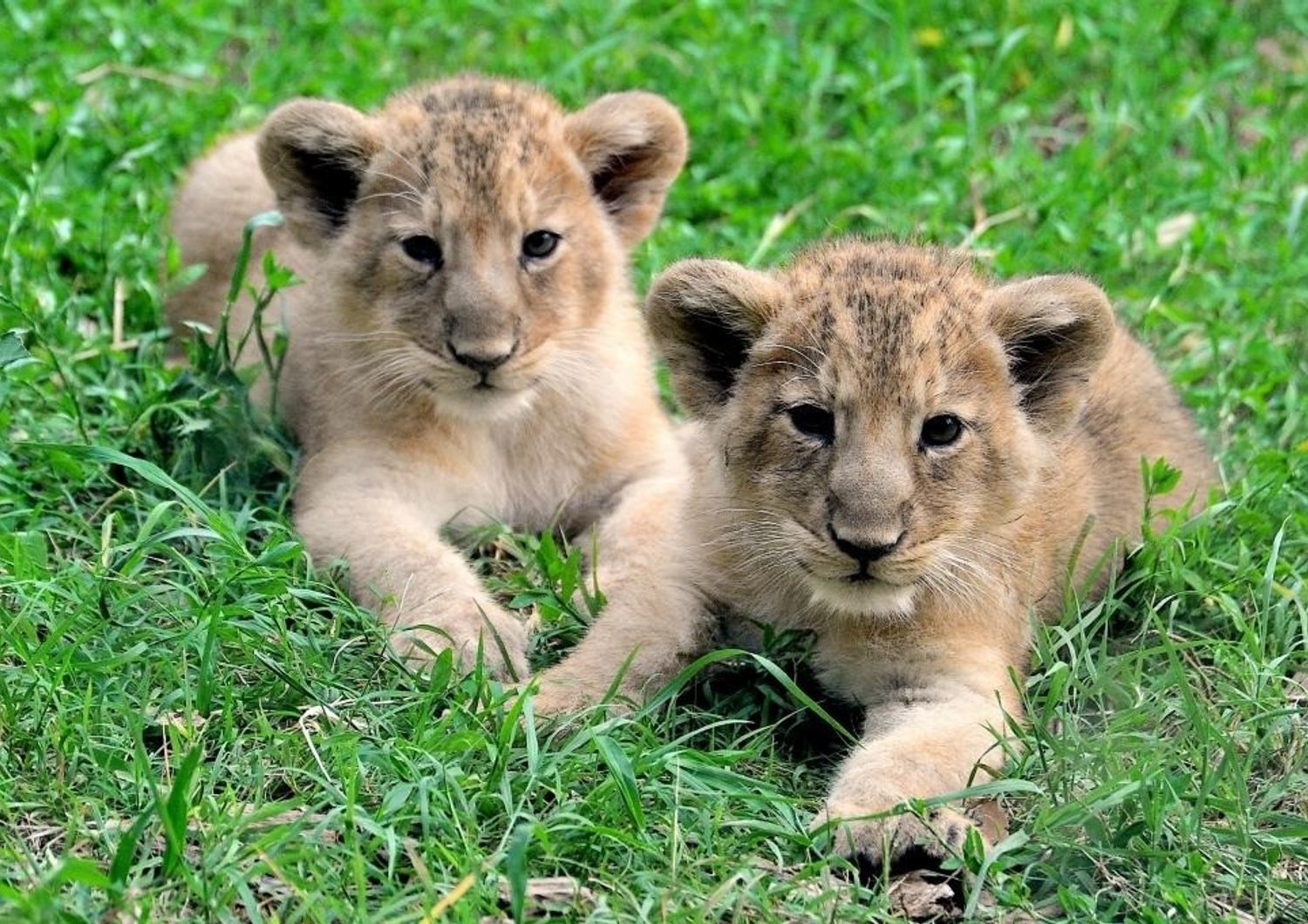 Le due leoncine nate al Bioparco di Roma