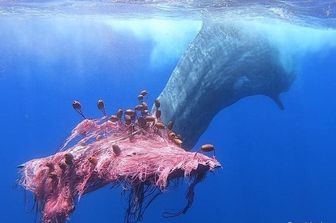 La coda del capodoglio Furia intrappolata in una rete da pesca