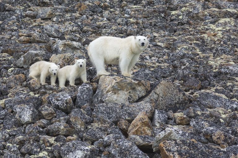 orsi polari si estingueranno nel 2100