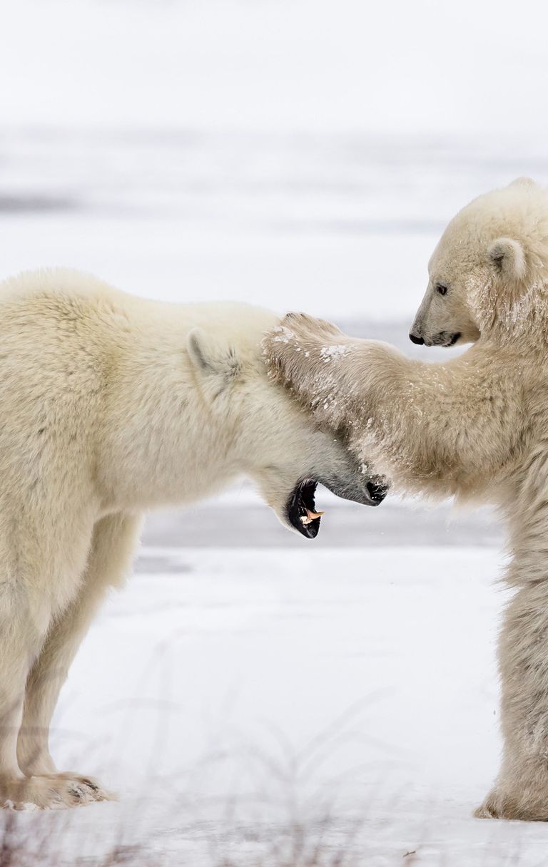 Il simbolo dei cambiamenti climatici