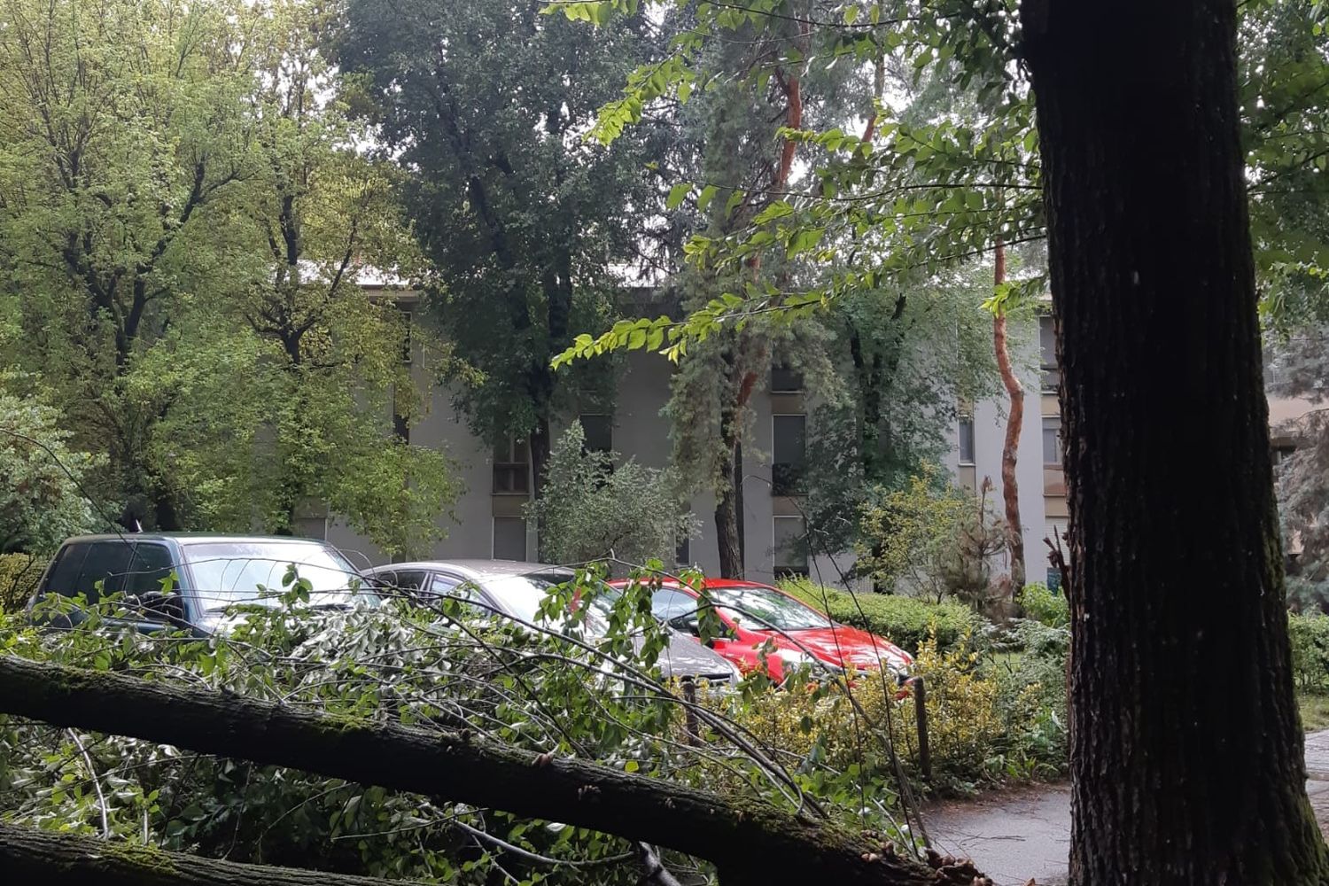 Un ramo spezzato dal maltempo a San Donato