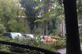 Un ramo spezzato dal maltempo a San Donato