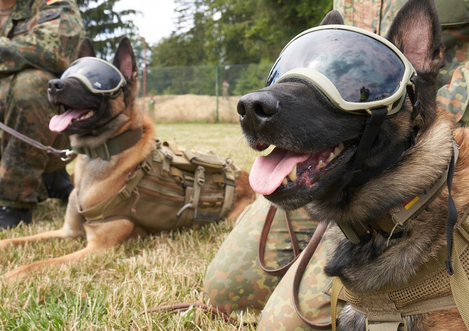 Cani antibomba dell'esercito tedesco