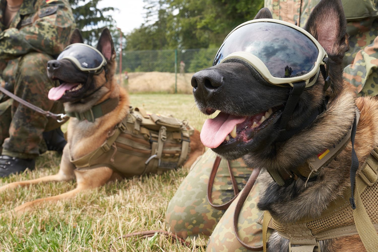 Cani antibomba dell'esercito tedesco