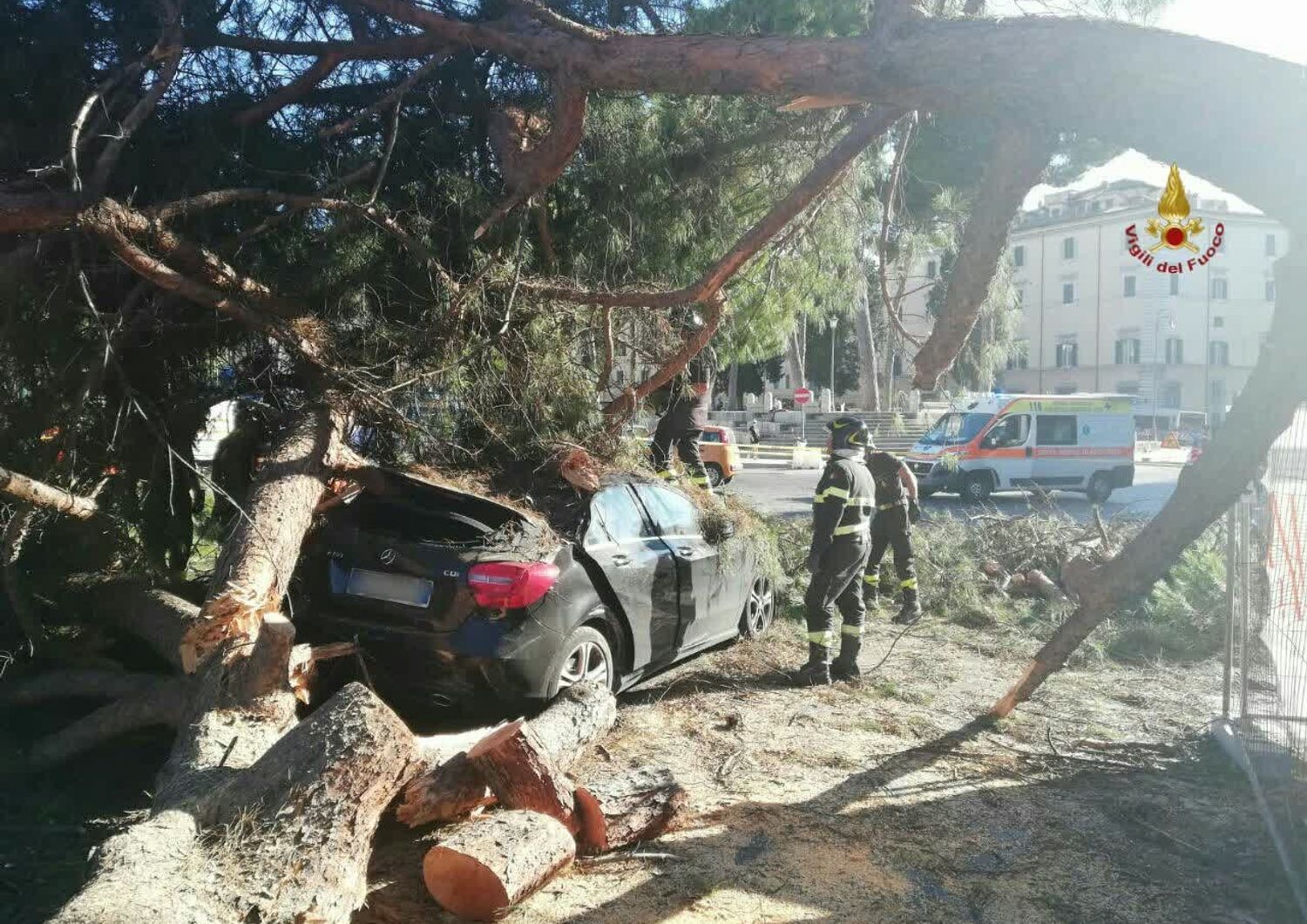 albero cade auto Roma