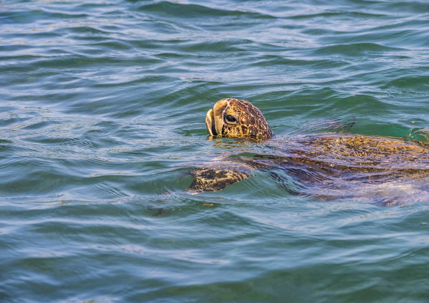 Galapagos