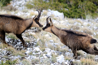 &nbsp;Foto di Antonio Antonucci