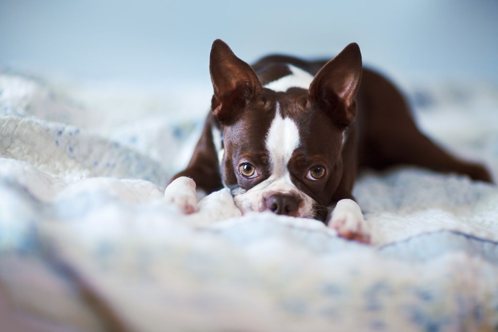 Cucciolo di Boston Terrier