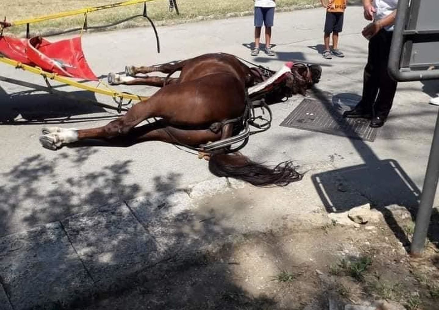 Il cavallo morto nella Reggia di Caserta mentre trainava una carrozzella