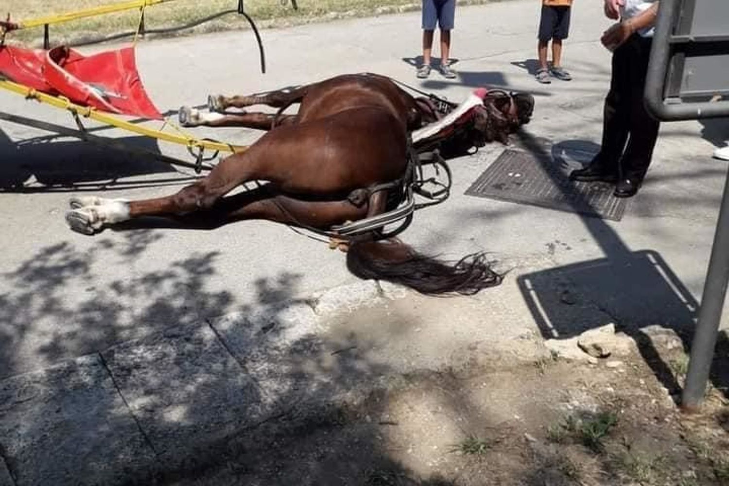 Il cavallo morto nella Reggia di Caserta mentre trainava una carrozzella