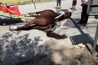 Il cavallo morto nella Reggia di Caserta mentre trainava una carrozzella