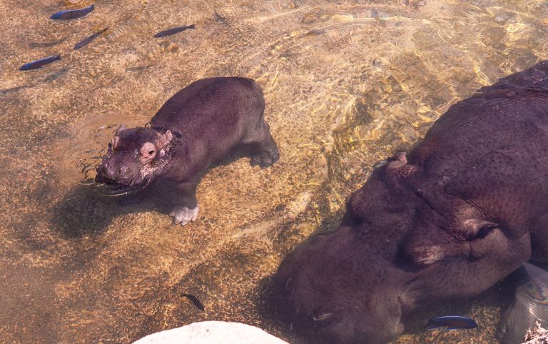 Il cucciolo di ippopotamo nato al&nbsp;Bioparco&nbsp;di Torino&nbsp;