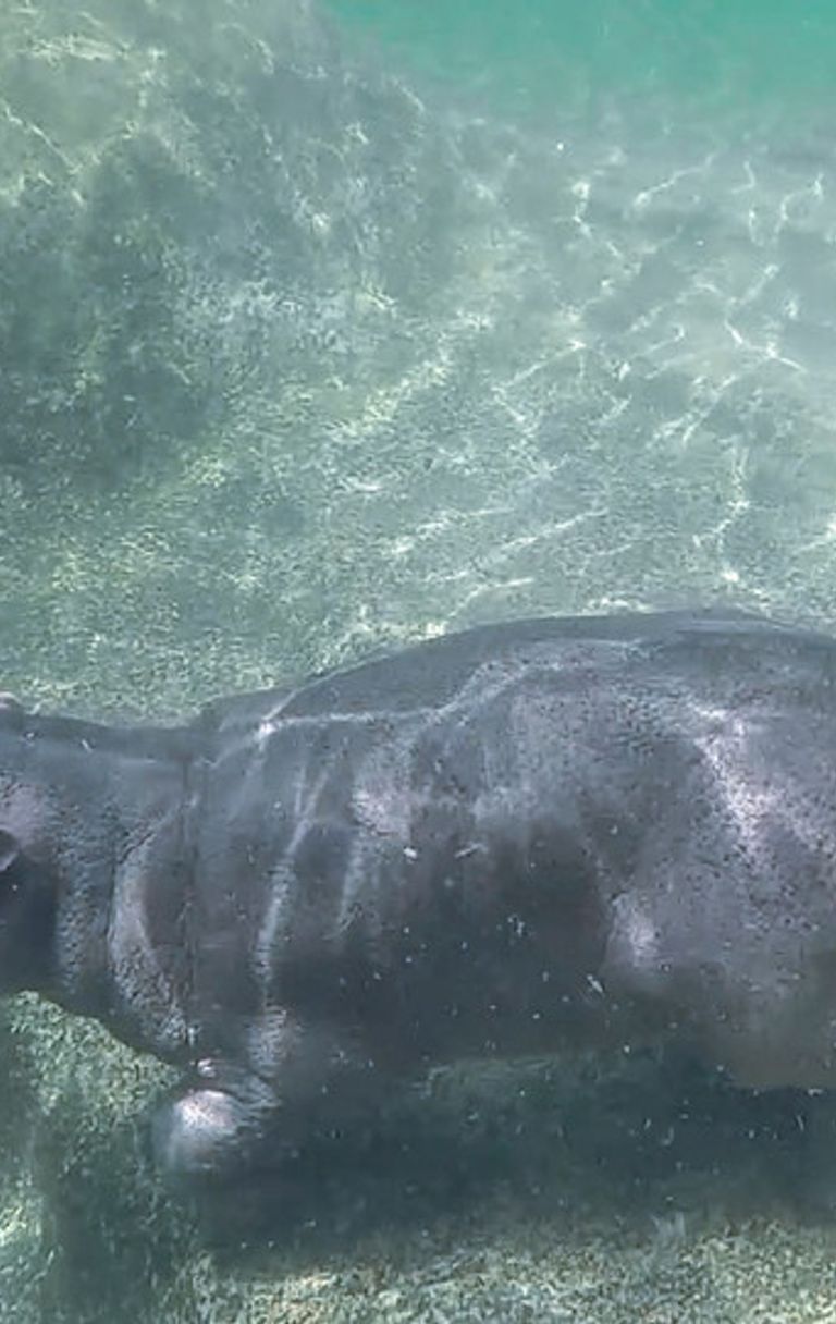 Cucciolo ippopotamo nato a Zoom, Torino