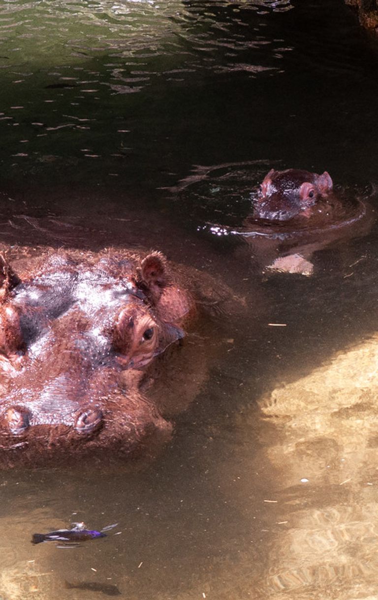 <span style="color: rgb(69, 69, 69); font-family: &quot;Helvetica Neue&quot;; font-size: 12px;">Cucciolo ippopotamo, Torino&nbsp;</span>
