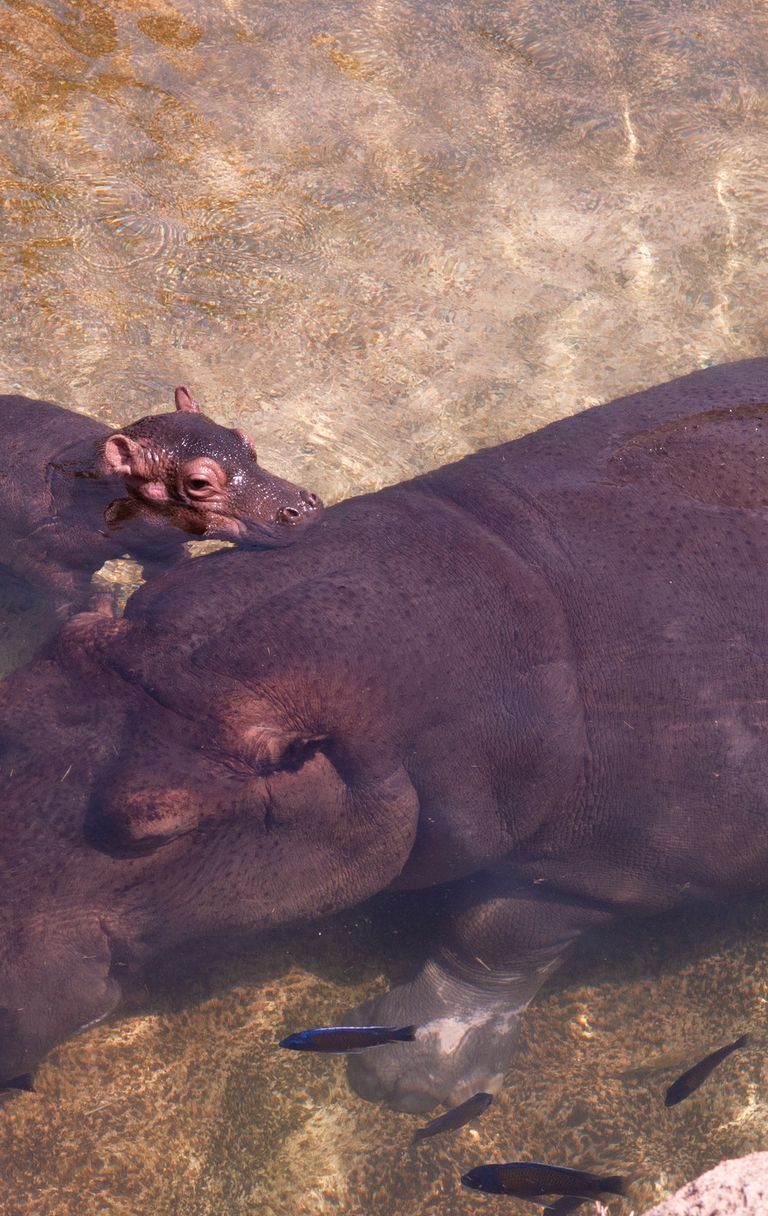 <font color="#222222" face="Raleway, sans-serif">Cucciolo di ippopotamo, nato a Torino</font>