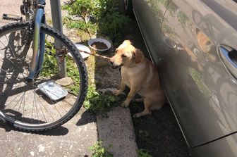 cagnolina salvata adottata poliziotto roma