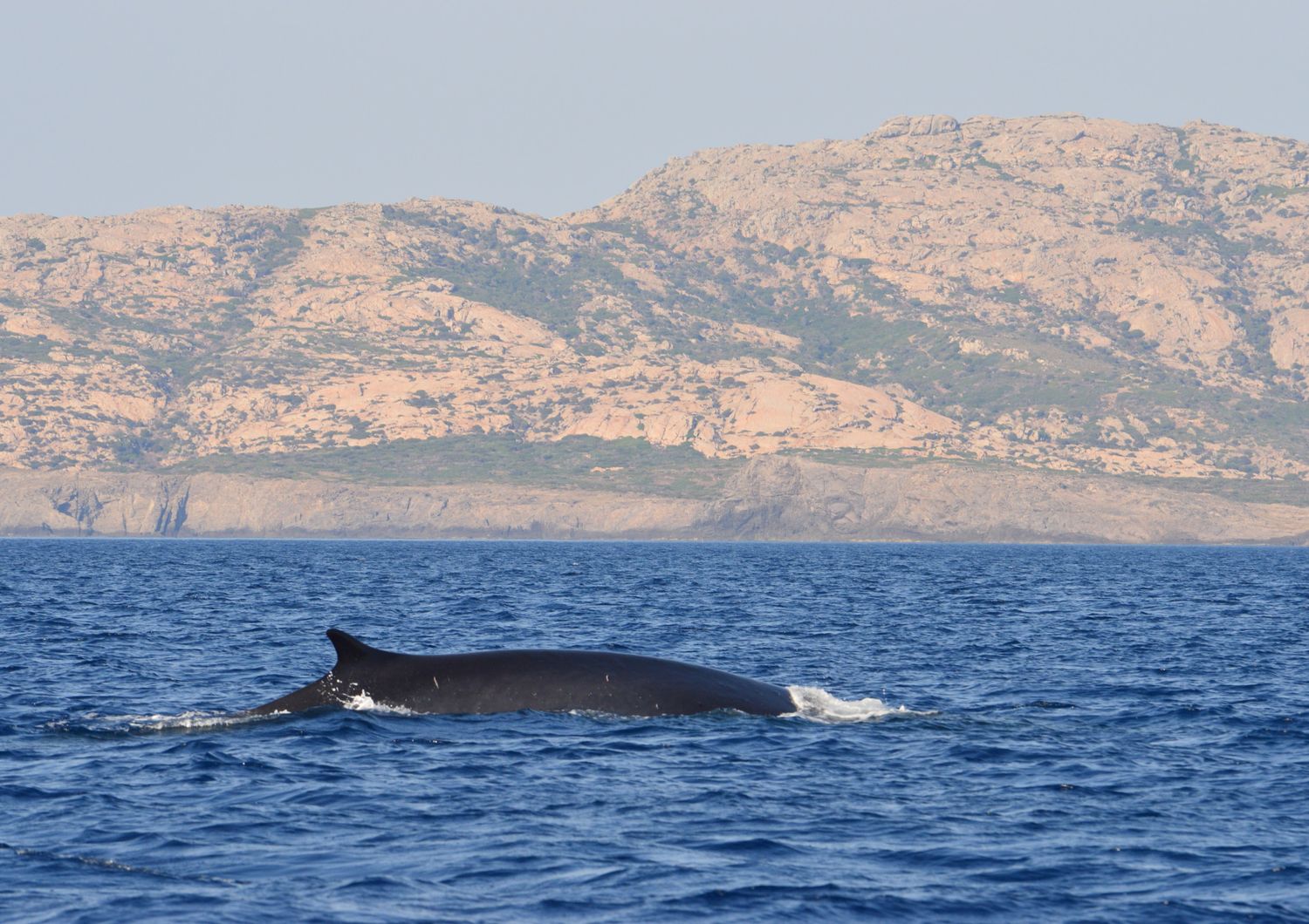 La balenottera avvistata nelle acque del Parco dell'Asinara