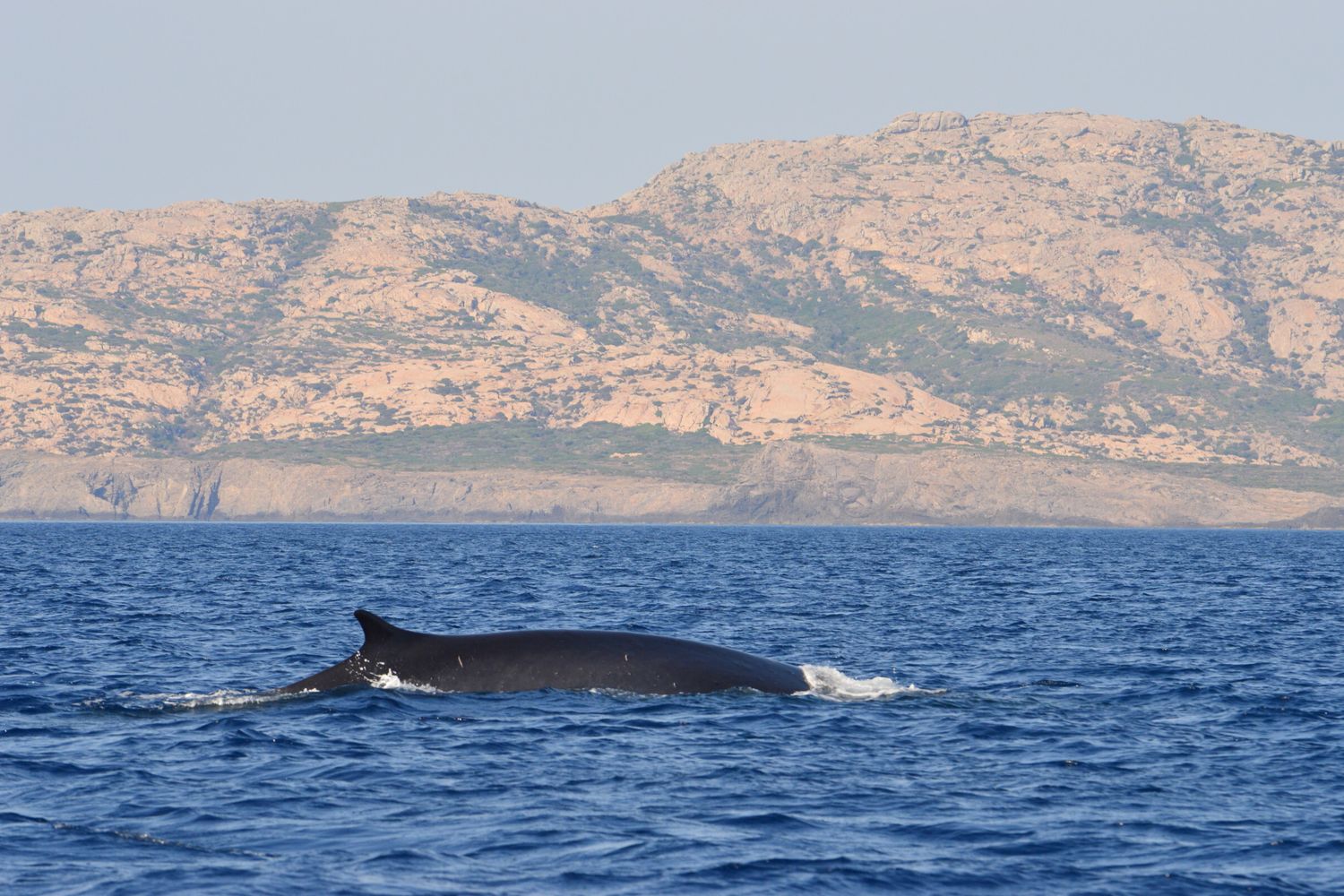 La balenottera avvistata nelle acque del Parco dell'Asinara