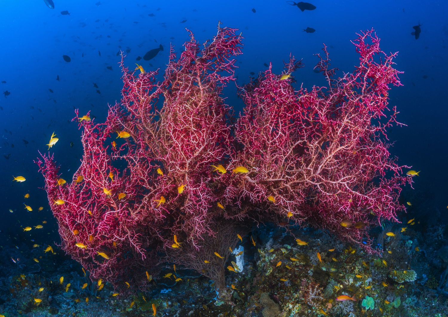 I coralli accumulano inquinanti in ambiente marino