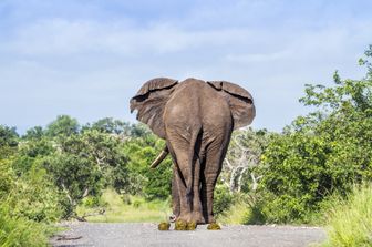 Coronavirus&nbsp;Namibia cura&nbsp;sterco elefante