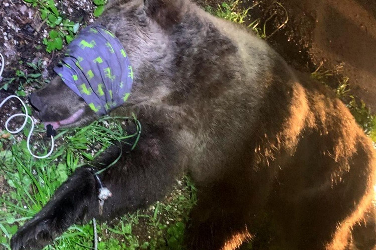 Orso catturato, Andalo