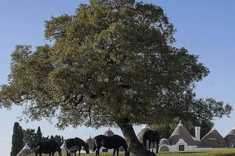 Il Festival dei Sensi, primo &quot;safari culturale&quot; d&#39;Italia