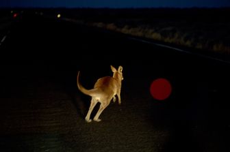 Canguro, Australia
