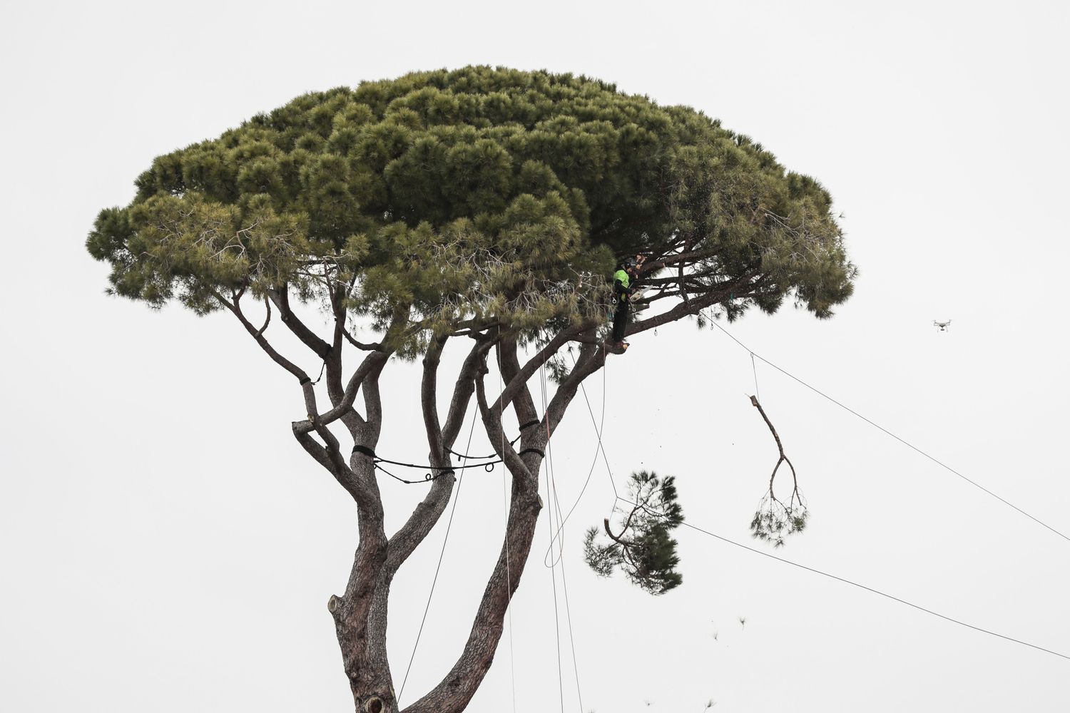 Roma, Villa Medici, sfoltimento dei pini secolari della villa &nbsp;