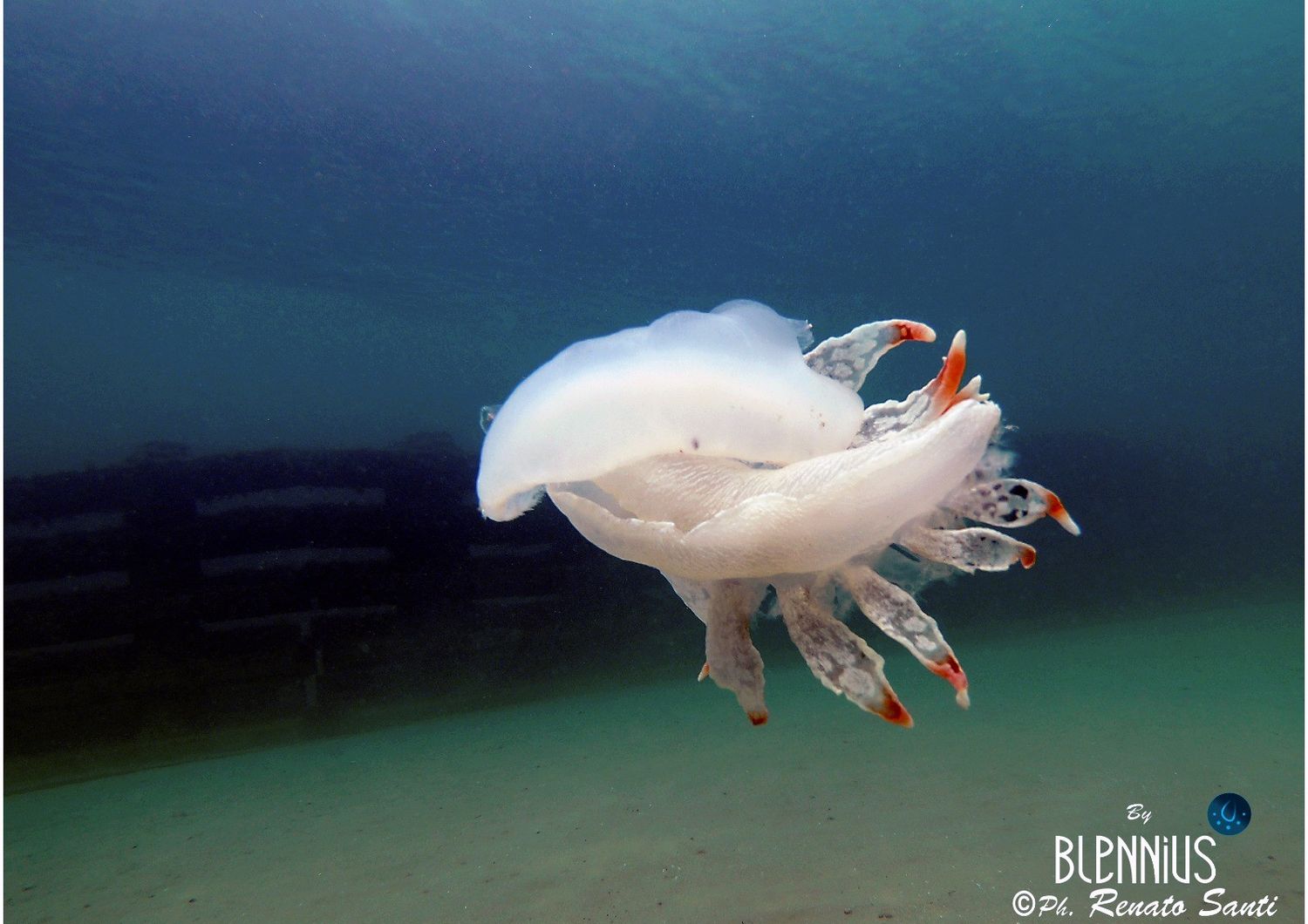 Il Nudibranco avvistato nelle acque di Riccione&nbsp;