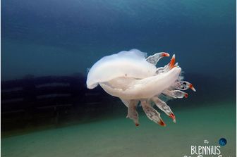 Il Nudibranco avvistato nelle acque di Riccione&nbsp;
