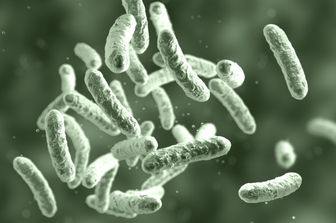 citrobacter&nbsp;batterio killer pericolo neonati