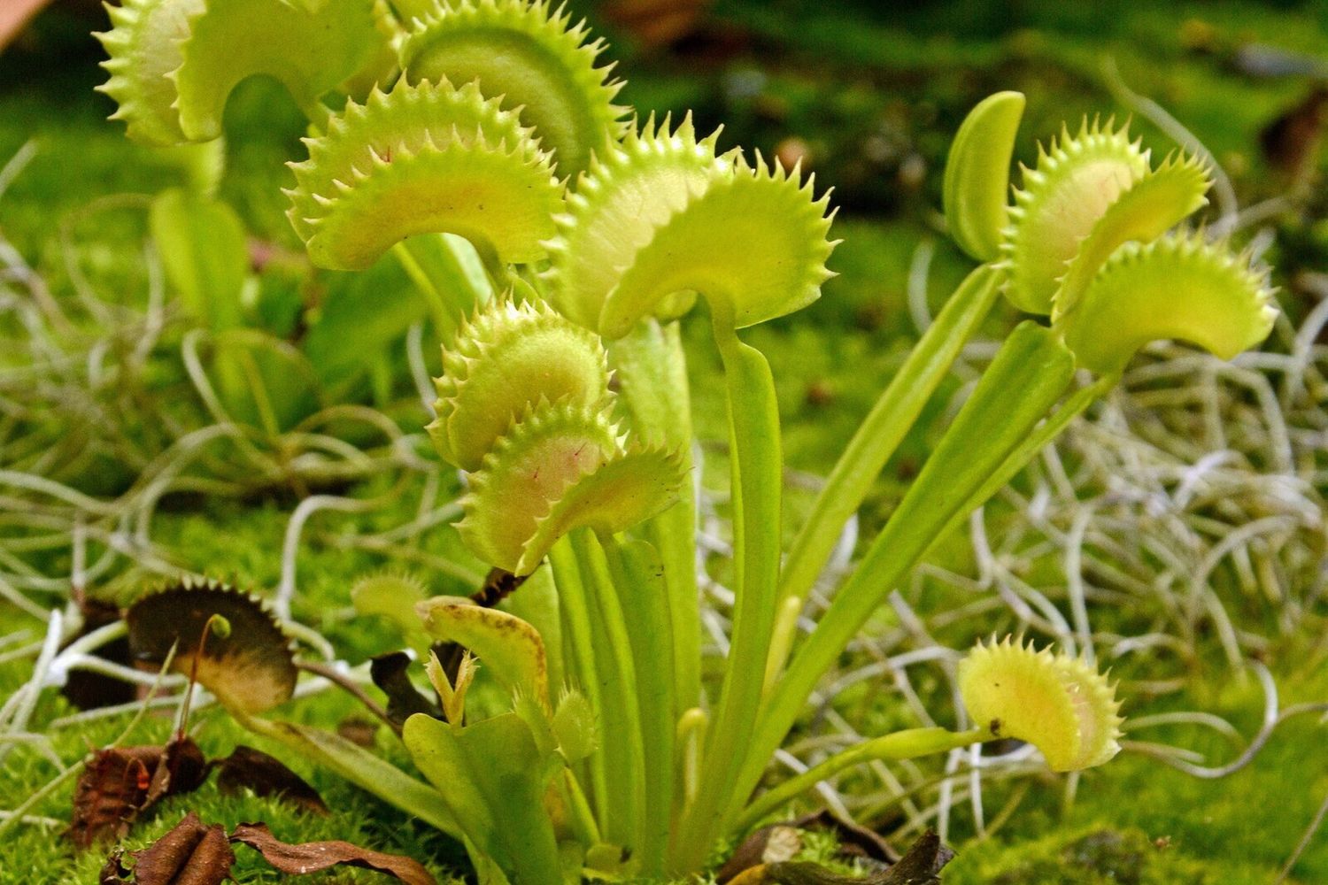 La Dionea, o 'Venere acchiappamosche', un pianta carnivora che sa calcolare i secondi