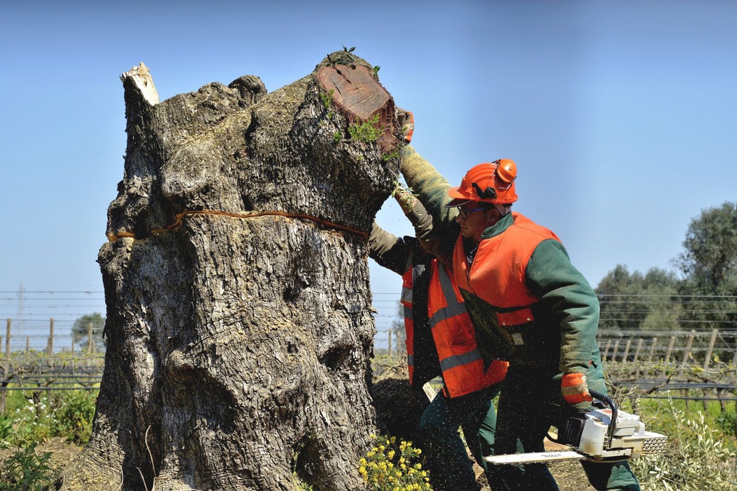 Eradicazione di ulivi secolari a causa della infezione di Xylella Fastidiosa, in Puglia&nbsp;
