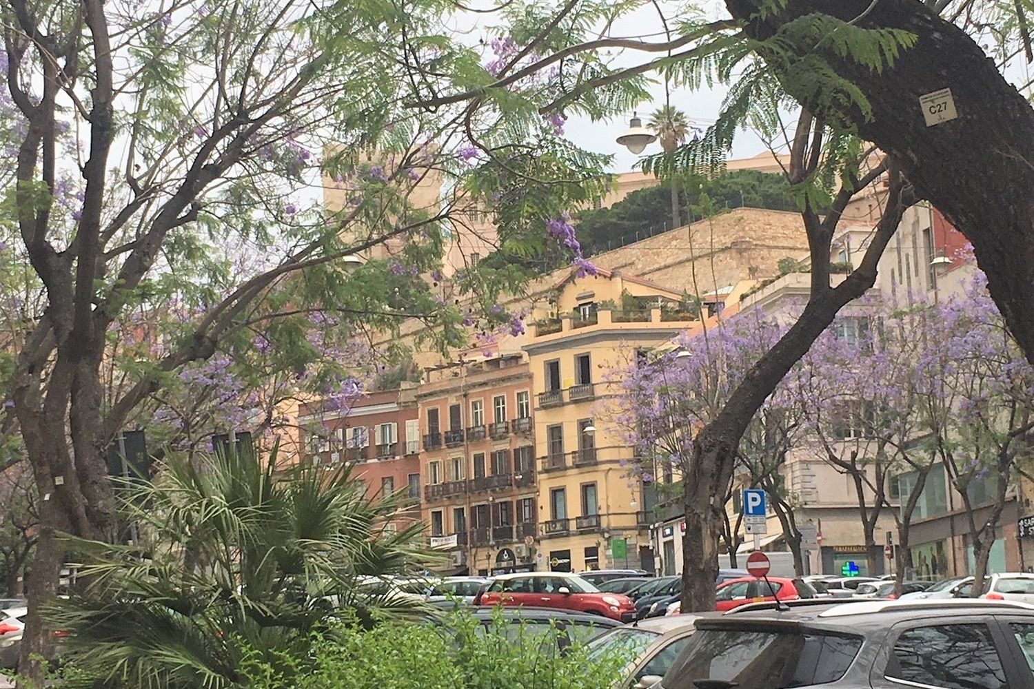 &nbsp;Jacarande nel largo Carlo Felice a Cagliari
