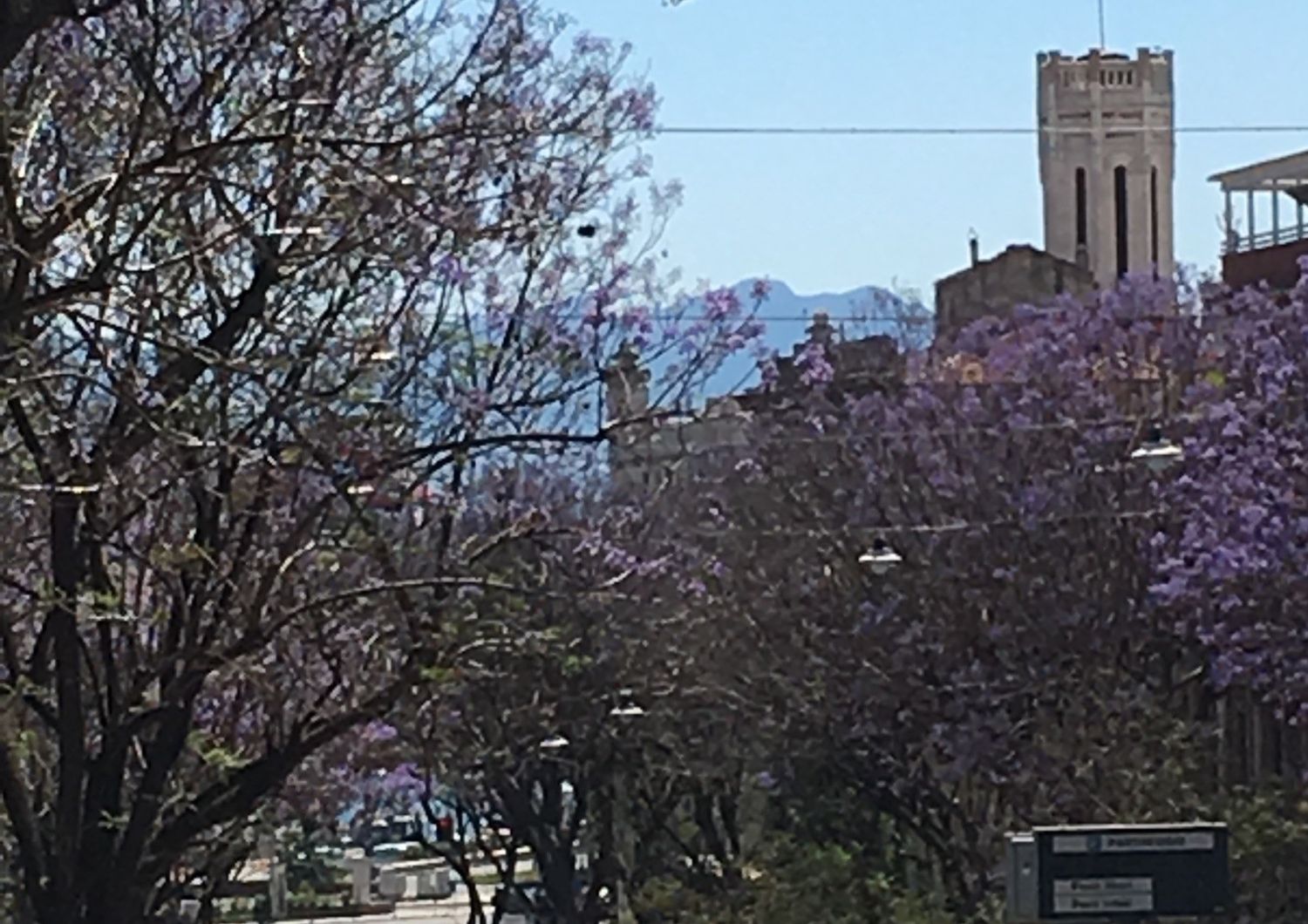 Jacarande in fiore nel Largo Carlo Felice a Cagliari