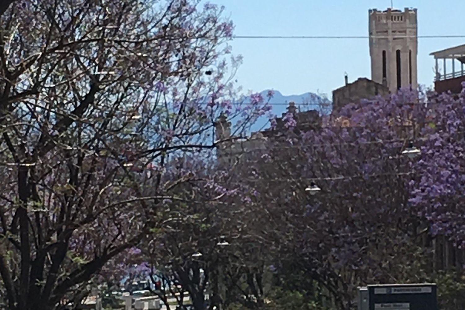Jacarande in fiore nel Largo Carlo Felice a Cagliari
