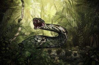 Illustrazione di un Titanoboa, serpente lungo 15 metri e del diametro di un metro, vissuto sulla Terra 60 milioni di anni fa