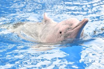 Hong Kong: traghetti fermi Covid delfini bianchi