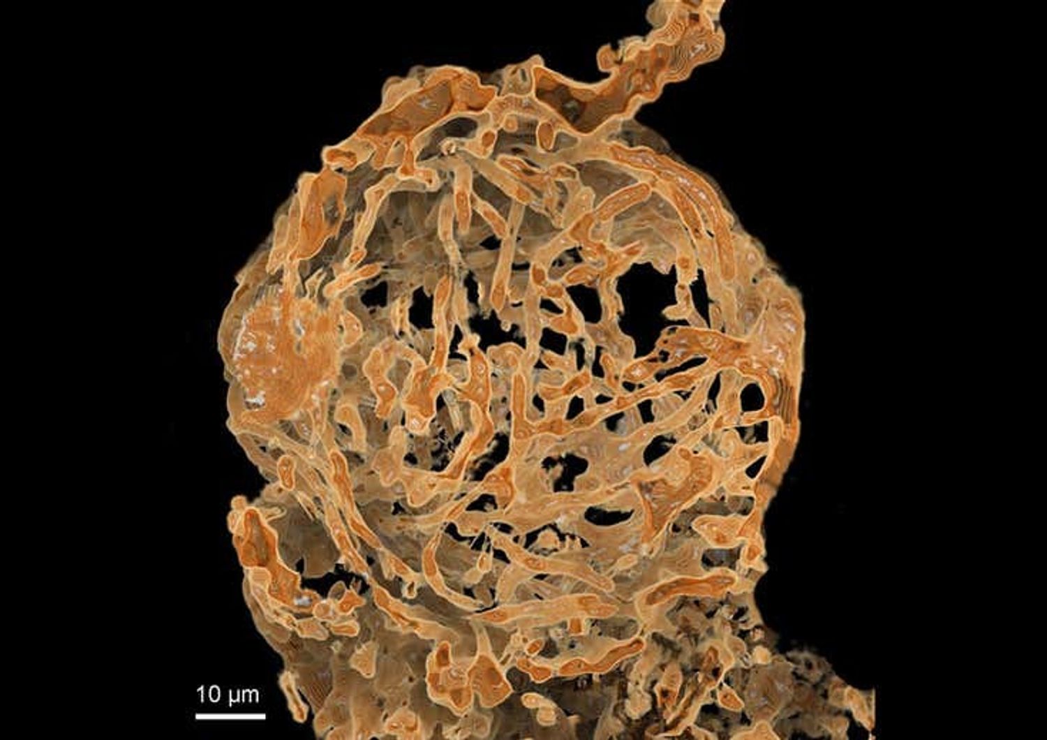 Spermatozoi fossili gamberetti