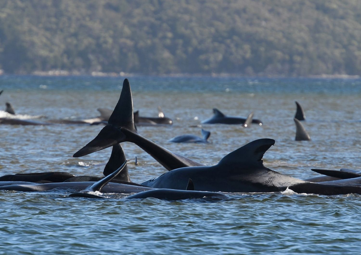 Balene spiaggiate a Macquarie, Australia