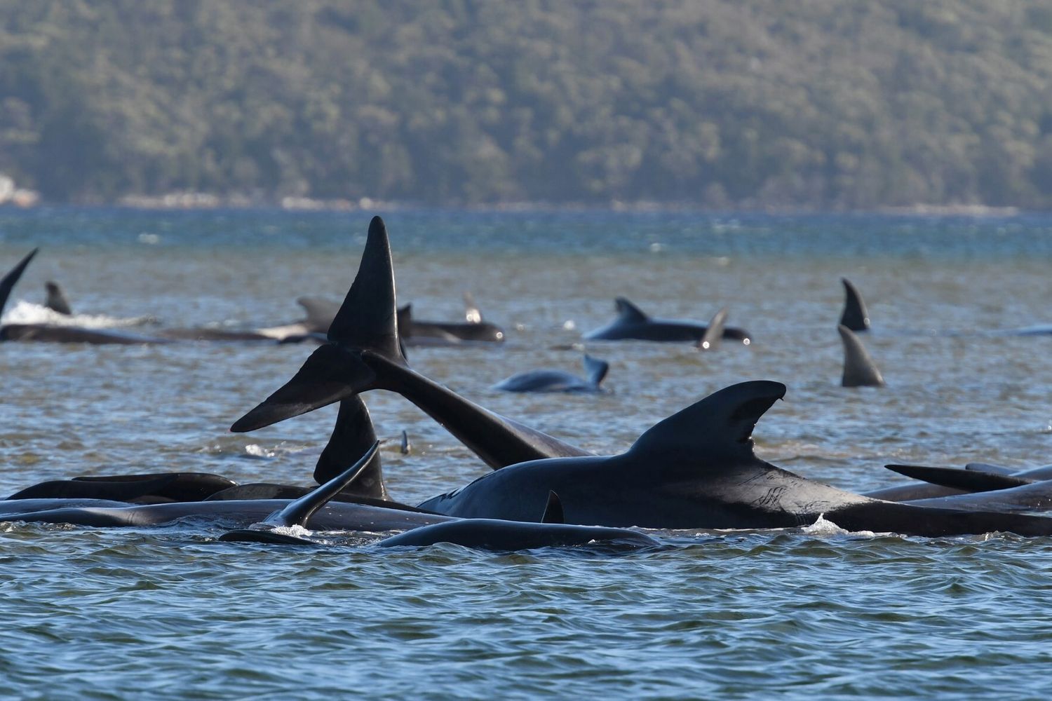 Balene spiaggiate a Macquarie, Australia